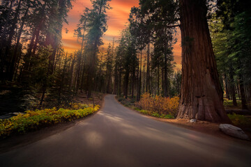 Obraz premium Forest of Sequoias in the Mariposa Grove at Yosemite National Park in California