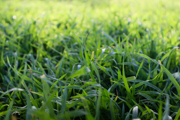 Macro photo of fresh spring green grass.