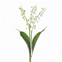 A single stem of lily of the valley with tiny white bellshaped flowers, isolated on a white background