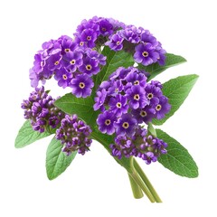 A detailed heliotrope with clusters of purple flowers, highly fragrant, isolated on a white background