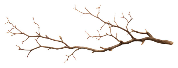 PNG Antler plant tree driftwood.