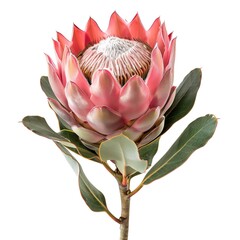 Fototapeta premium A single protea with a large, exotic bloom, isolated on a white background