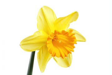 A bright yellow daffodil with a trumpetshaped center, isolated on a white background