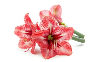 A fresh amaryllis with bold red petals, isolated on a white background