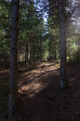 bosque en otoño con arboles y hojas