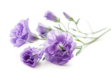 A vibrant lisianthus with delicate purple blooms, isolated on a white background