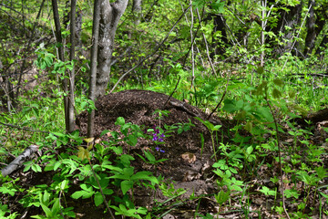 an anthill in the forest with green plants on the ground  