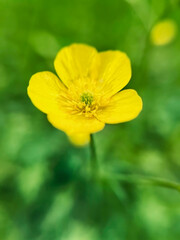 yellow buttercup flower close up