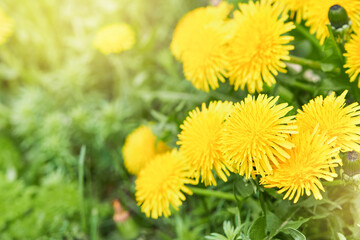 Yellow dandelion flowers on green meadow, natural blurred background. Green field with yellow fluffy dandelions close up. spring summer season. Selective focus. Close up.