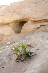 Plant Growing in Little pocket of dirt Goblin Valley Desert