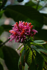 Justicia Carnea Brazilian plume flower 