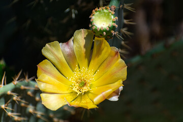 Prickly Pear Yellow Flower 