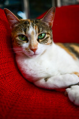 Cat sitting in a red chair