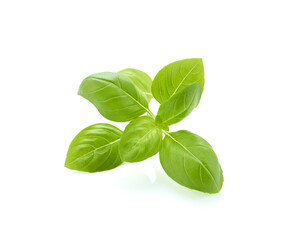 Basil green leaves isolated on white background