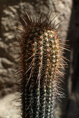 close up of cactus