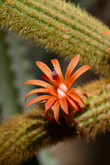 Cleistocactus winteri cactus orange flower 