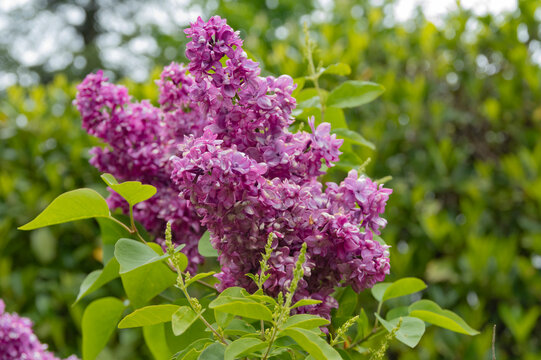 Fioritura del lilla a inizio maggio
