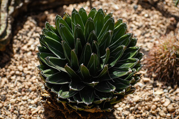 Queen victoria agave