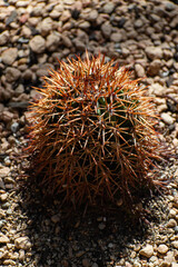 small barrel cactus with orange spikes 