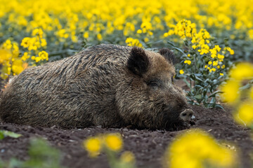 Ruhende Sau (Bache) Schwarzwild im Raps