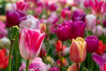 Naklejka premium field of tulips