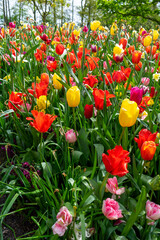 red and yellow tulips