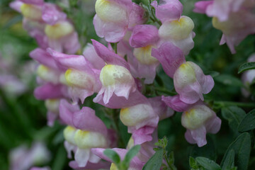 pink spainish snap dragon