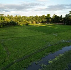 field and sky