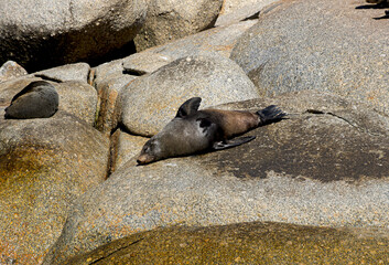 Seal outdoors sunbathing on a small island in Victor Harbor, Australia.