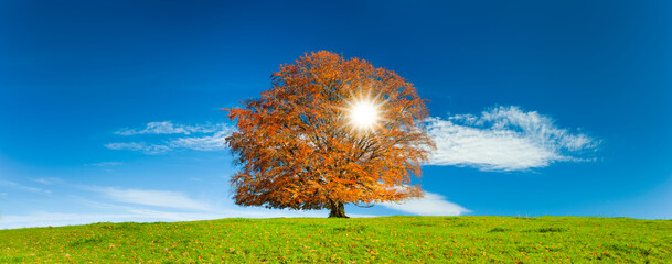 single big tree on the top of an hill at autumn