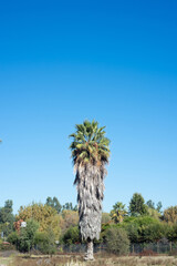 chilean palm with a stunning blue sky in the background