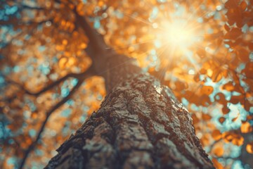 Fototapeta premium Autumn tree with vintage filter and sun flare.