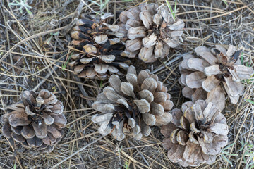 Pile of dry pine cones on the ground close-up. Seed and and needles background in forest of coniferous tree. Natural forest background. Organic manure of spruce woodland. Brown pinecones on floor.