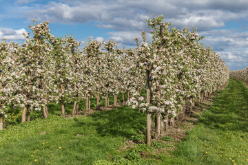 Apfelplantage mit blühenden Apfelbäumen in Mittelnkirchen im Alten Land, Niedersachsen....