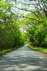 Obraz premium Street way lane path through the forest at summer.