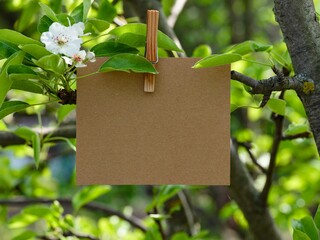 A piece of cardboard hanging on a pear tree branch with blossoms and leaves using a wooden...