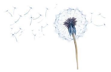 PNG Dandelion flower plant inflorescence.