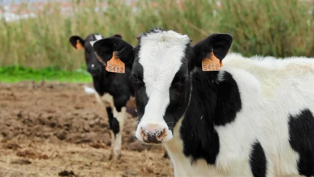 Cute farmer's cow portrait close up. Cow on the farm