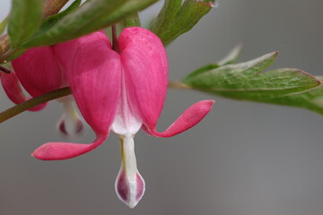 Lamprocapnos spectabilis, Bleeding Heart