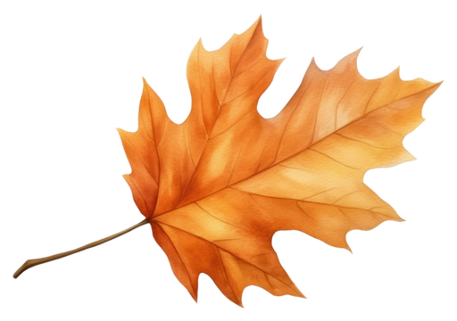 PNG Leaf plant tree fragility.