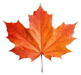 Obraz premium PNG Maple plant leaf tree.