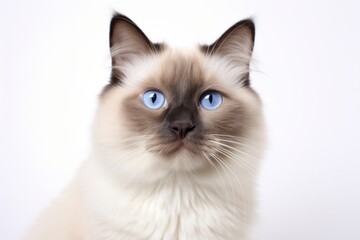 Medium shot portrait photography of a curious ragdoll cat grooming in white background