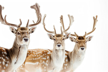 Naklejka na ściany i meble Three deer with antlers, poised
