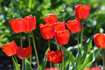 Obraz premium Red tulip flowers on a background of green grass in a spring garden. Red tulip buds on a green background during the day.
