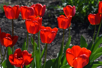 Fototapeta premium Red tulip flowers on a background of green grass in a spring garden. Red tulip buds on a green background during the day.