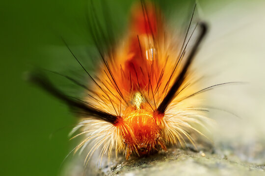 Detailed view of a Neocifuna olivacea caterpillar with orange and black bristles. Capture the unique insect patterns in Wulai, New Taipei City.