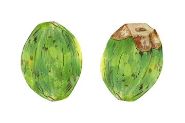 Naklejka premium Watercolor tropical set with summer cocktails. Realistic exotic plants. Green coconut with coco milk and straw. Botanical hand drawn illustration isolated on transparent.