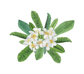 Watercolor tropical flower composition. Realistic of exotic white flowers. White Plumeria (Frangipani) flowers. A hand-drawn botanical illustration on a transparent material.