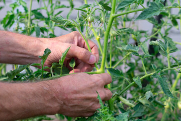 Gardener's hands cutting off small additional suckers and branches on tomato bush. Increasing...