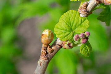 Injured young burgeon of currant bush because of cecidophyopsis ribis. Gardening berry bushes in early spring time